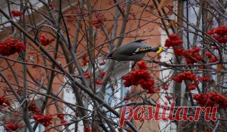 Свиристель