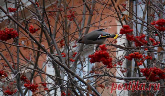 Свиристель