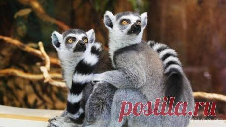 20 еврейских анекдотов с тонким намеком Собственно юмор является понятием, включающим в себя смешные шутки, истории, анекдоты, где несколько персонажей попадают в комическую ситуацию. Но изн