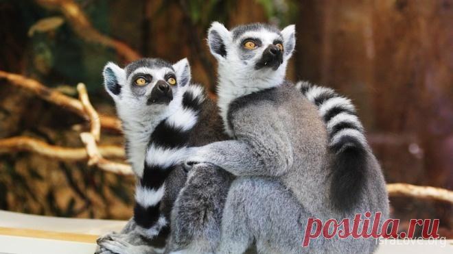 20 еврейских анекдотов с тонким намеком Собственно юмор является понятием, включающим в себя смешные шутки, истории, анекдоты, где несколько персонажей попадают в комическую ситуацию. Но изн