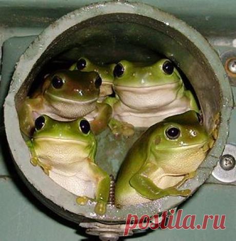 Лягушки, Трубы and Дворы on Pinterest