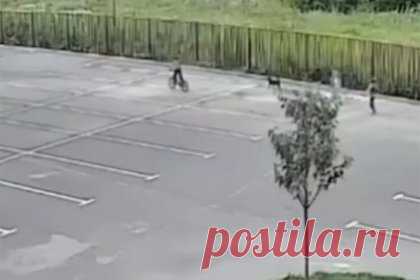 Российские дети жестоко расправились с жившей у школы собакой