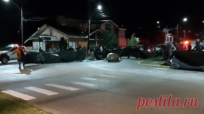 Морской слон устроил суматоху в чилийском городе: видео | Живой мир - природа