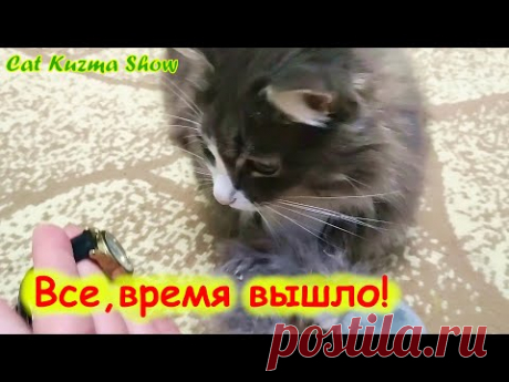 Кот Кузьма, всё, игры закончились!