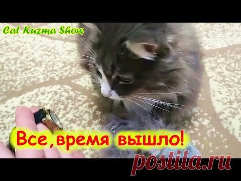Кот Кузьма, всё, игры закончились!
