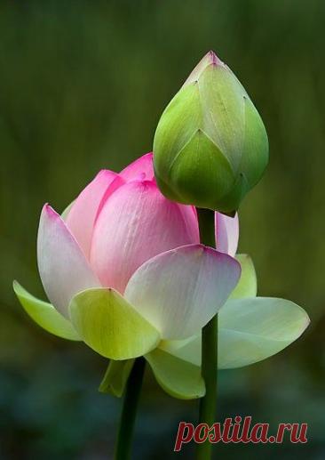 Пин на доске яЛОТОС