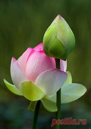 Пин на доске яЛОТОС