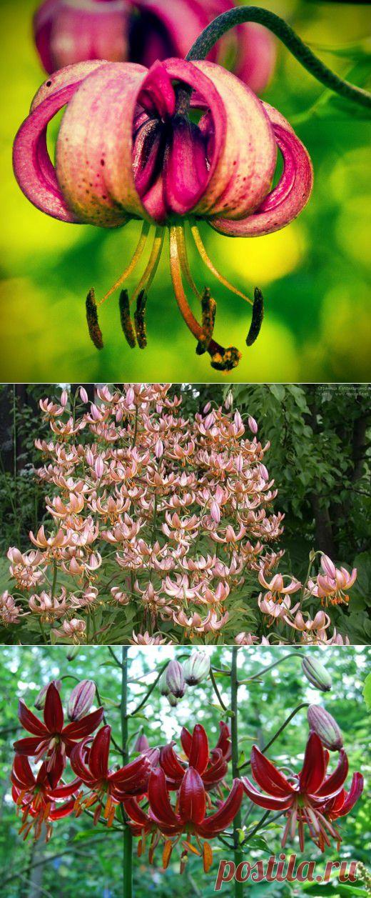 Лилии-мартагоны - один раз посадил, полвека любуешься | Дачный участок