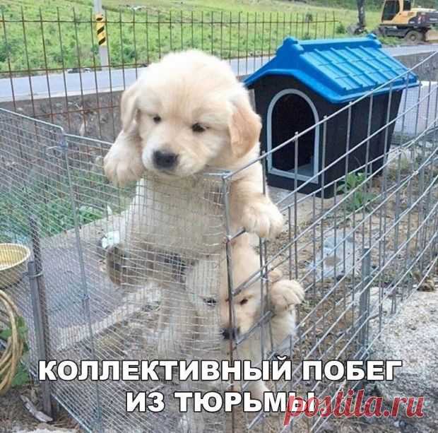 Прикольные картинки с надписями - 19 фото - Нет скуки - Сайт хорошего настроения. Прикольные картинки с надписями. Хорошего настроения от просмотра!