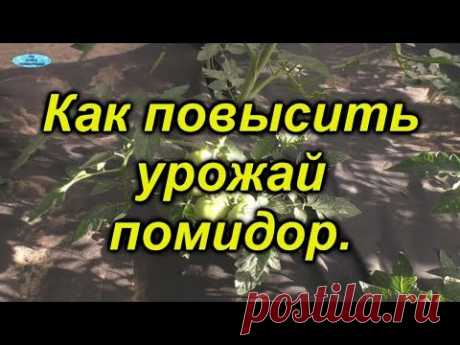 Самая важная подкормка томатов. Увеличиваем урожай.