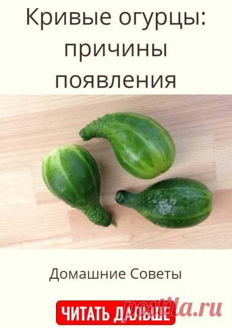 Кривые огурцы: причины появления