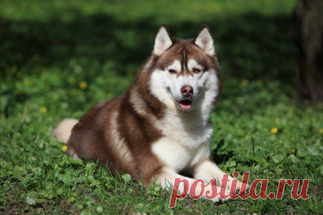 Чукотская ездовая лайка | Породы собак | Животные и породы | Animal.ru