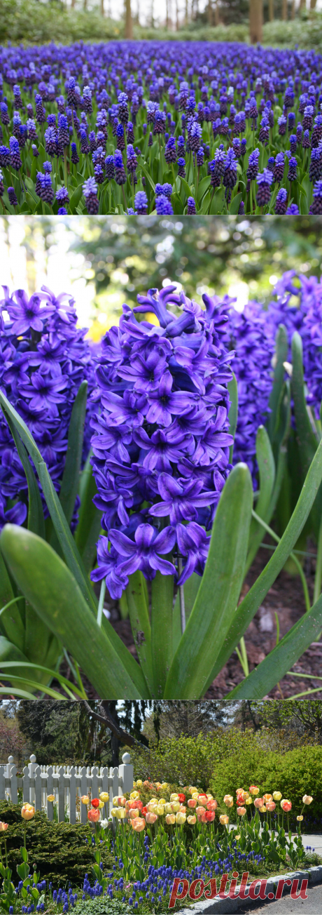 Садовые первоцветы: фото с названиями и описаниями, как выбрать и посадить растения, цветущие ранней весной | Houzz Россия