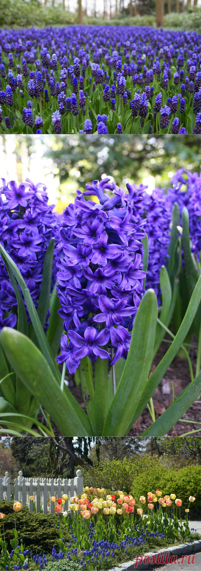 Садовые первоцветы: фото с названиями и описаниями, как выбрать и посадить растения, цветущие ранней весной | Houzz Россия