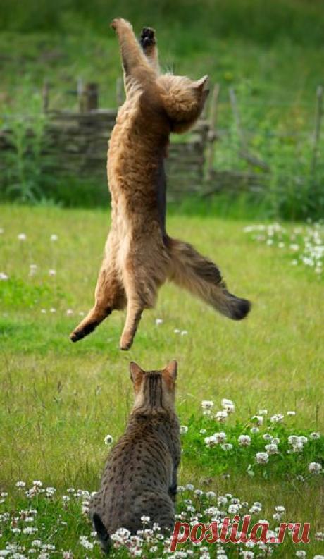 AcroCat | Flickr - Photo Sharing!