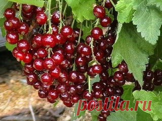 ПРАВИЛЬНЫЙ УХОД ЗА СМОРОДИНОЙ
Сохрани шпаргалку, поделись с одноклассниками!
Я не понимаю, почему у некоторых садоводов смородина дает скудные урожаи. У меня, например, даже старые «неплодовитые» сорта отдают по максимуму. А все потому, что ухаживаю я за ней как за ребенком малым.
Вот, к примеру, ситуация - посадили вы весной молодые, сортовые, здоровые саженцы. Следующим летом на них уже зреет первый урожай. И ягоды на них - загляденье - крупные, сладкие, ароматные. Но вот беда: тля и гусени