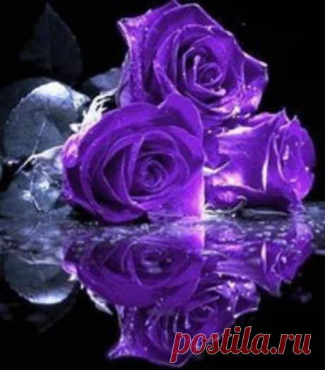 (1) Elifce Örgüler