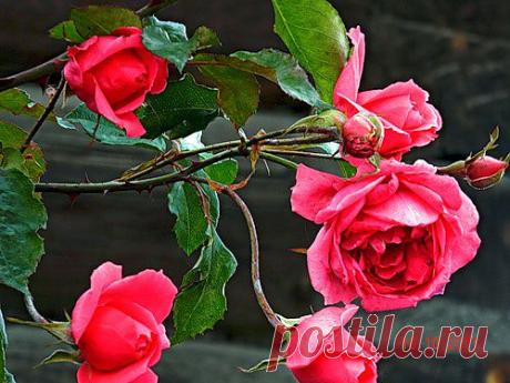 Тараторка — «плетистая для любимых» на Яндекс.Фотках