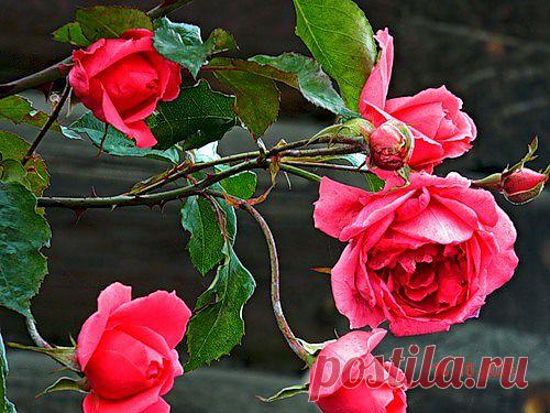 Тараторка — «плетистая для любимых» на Яндекс.Фотках