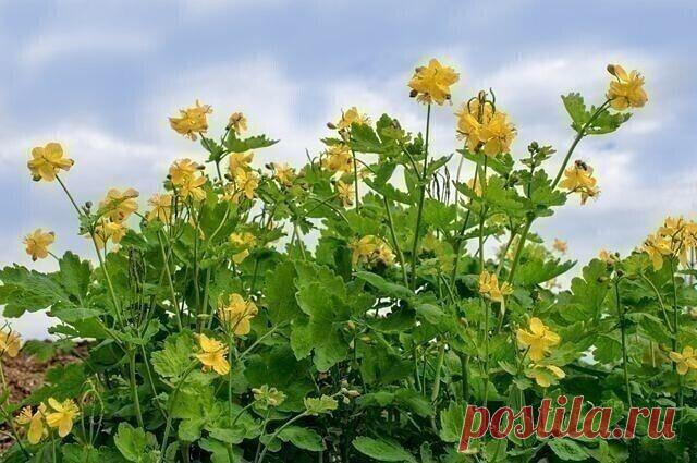 ЧИСТОТΕЛ - РΕЦΕΠТЫ