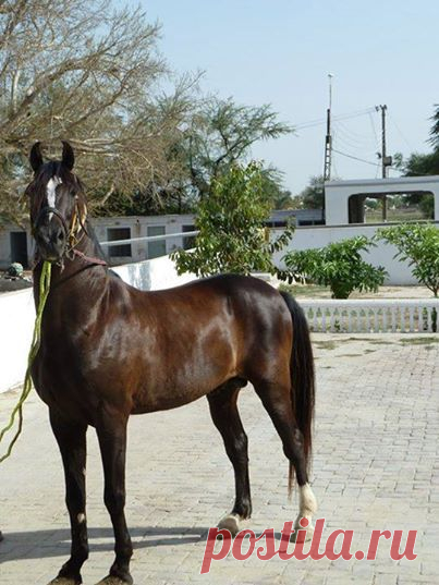 Pakistani horses