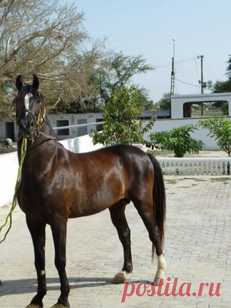 Pakistani horses