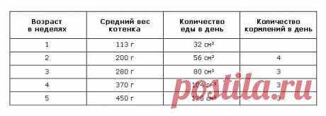 какой размер желудка у котенка 3 недельного возраста: 7 тыс изображений найдено в Яндекс.Картинках