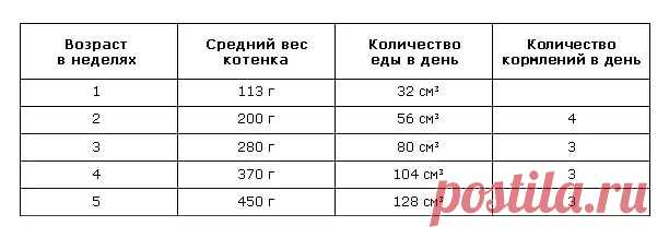 какой размер желудка у котенка 3 недельного возраста: 7 тыс изображений найдено в Яндекс.Картинках