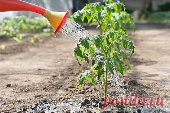 7 маленьких секретов выращивания вкусных помидоров
Ну, во-первых, надо определить — что значит вкусный помидор? Это мясистый, с тонкой шкуркой, сладкий, нежной мякотью, без неприятной кислинки, с характерным «вкусным» помидорным запахом плод. Согласны?
Вкус помидора зависит от определённого соотношения сахаров и кислот. Чем меньше кислот и больше сахаров — тем вкуснее плоды. А где больше всего кислот? Правильно, в соке семенной камеры помидора! Следовательно, чем больше мякоти и меньше семян —