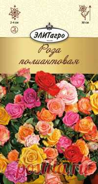 Семена. 
