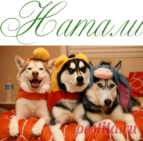 Четвероногий юмор - Флудилка и юмор  - Информационно - развлекательный портал.
