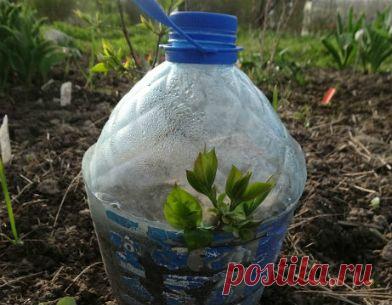 Размножение черенками кустарников