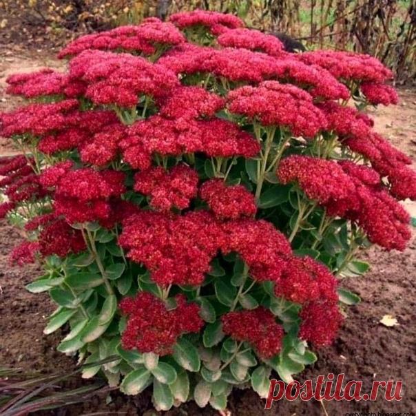 Осенний цветок, или очиток Видный — многолетнее суккулентное растение родом из Восточного Китая, Японии и Кореи, имеет множество ярких и оригинальных разновидностей.
⠀
Все они обладают хорошей выносливостью и отлично приживаются в любой климатической зоне. Рассмотрим описание вида, его сорта и правила ухода на приусадебном участке.
⠀
Очиток также называют седум. Ботаническое название разновидности на латыни— sedum spectabile. Растение входит в семейство...