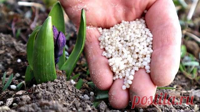 Чем и как правильно подкормить луковичные цветы весной — Д а ч а