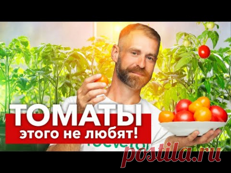 НЕ ДЕЛАЙТЕ ЭТИ ОШИБКИ ПРИ ПОСЕВЕ ТОМАТОВ! Ошибки всех начинающих огородников при выращивании рассады