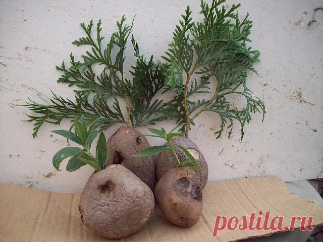 Одноклассники