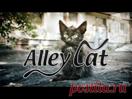 Мини прохождение игры - Alley Cat / Дворовой Кот - YouTube
