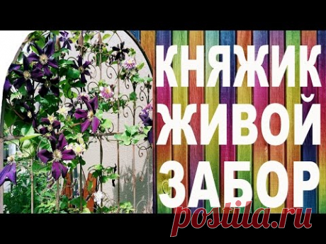 КНЯЖИК - ЖИВОЙ ЗАБОР – вертикальный сад от Nina Petrusha channel Clematis TV
