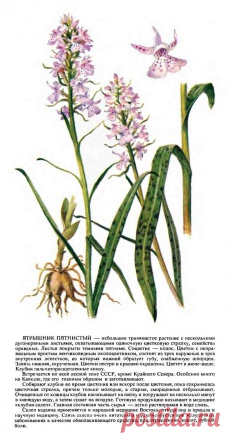 Ятрышник пятнистый