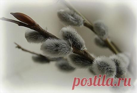 Сохрани нас, ветка вербы,
От нечаянного зла,
От сердечного ущерба,
От печального чела;
Сохрани нас от напасти,
Наговоров, колдовства,
От врагов, хотя б отчасти,
От друзей, хотя б едва;
Сохрани для нас взаимность,
Наши души пожалей
Как хранишь от стужи зимней
Завязь собственных ветвей;
И надежду на свободу
Сохрани для нас сполна,
Как серебряную воду,
Что была освящена;
Ветка вербы, сохрани нас,
В бездну скорби не низринь,
Дай нам благости единой,
Веры и Любви. Аминь!