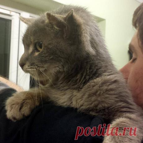 Чудо с тремя ушами