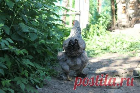 Заготавливаем крапивные веники для кур. Крапива бесплатный витаминный комплекс для домашних животных, успейте насушить на зиму | Деревенские записки | Яндекс Дзен