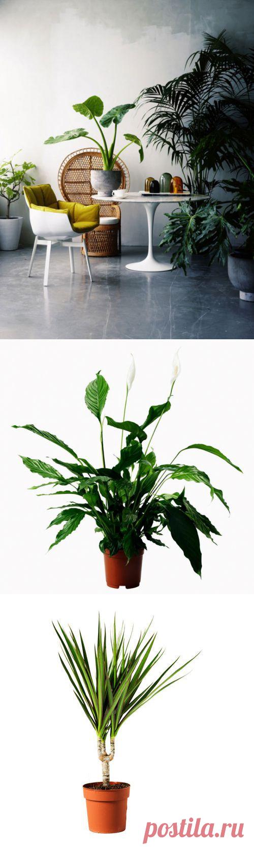 (+1) тема - Полезнейшие домашние растения | УЮТНЫЙ ДОМ | советы