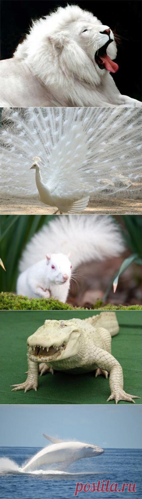 (+1) - Удивительные животные - альбиносы! | НАУКА И ЖИЗНЬ