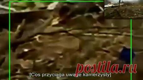 Как русские добивали правительство Польши.