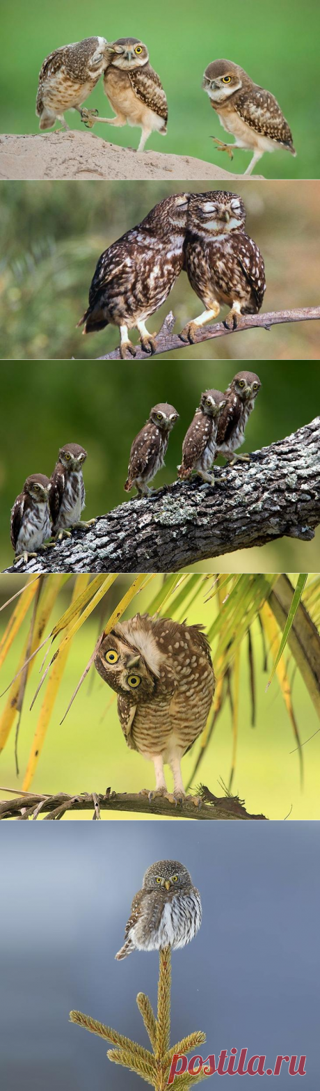 20 фотографий, которыми совы могут гордиться