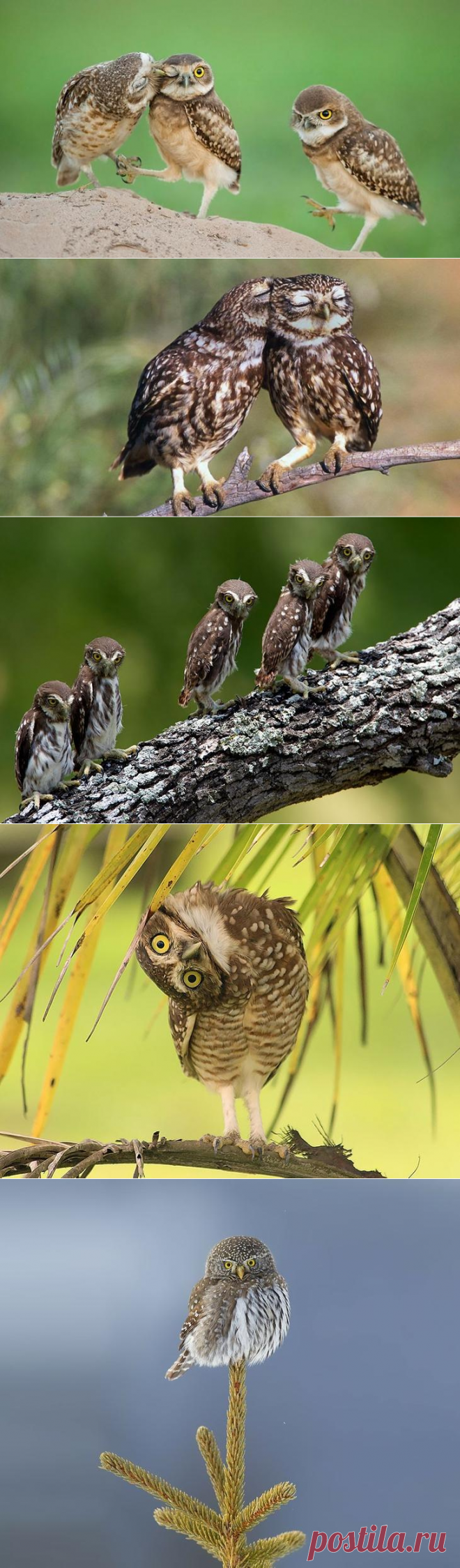 20 фотографий, которыми совы могут гордиться