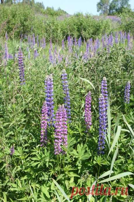 Люпин.