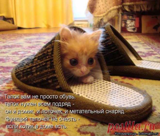 Подборка весёлых котоматриц