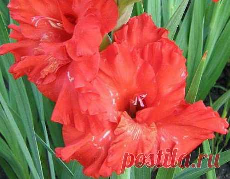 Борьба с вредителями и болезнями гладиолусов